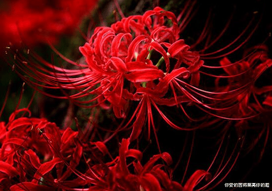 处女座@6月25号开始，4属相运势变好，财运逆袭，享福不尽，生活如意