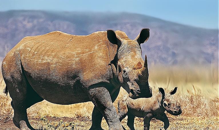孕期|犀牛的孕期要三年吗？地球上唯二在脸上长角的动物，都有点“乱”
