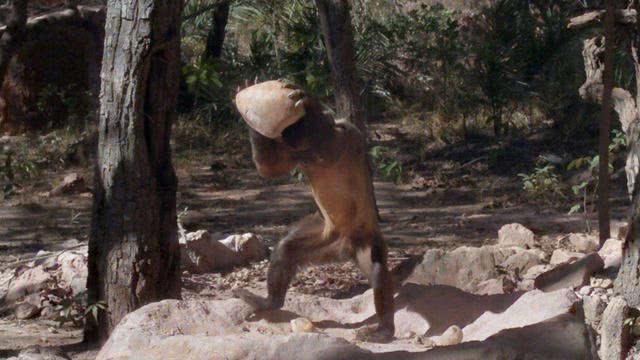 【科学家】地球将诞生第二人类文明？巴拿马猴进入石器时代，科学家表示担忧