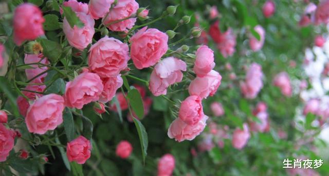 「生肖」下月，旧情人回眸，坦诚致歉，3生肖心软选择信任，再次复合