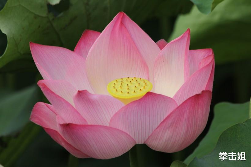 【生肖】六月下旬有钱有爱情的3大生肖，财源滚滚，收入上涨，生意“大发特发”