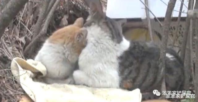 狸花猫给残疾橘猫当守护神，2只相依为命的猫，终于遇到了好心人
