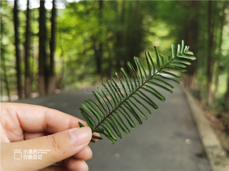 秦岭|陕西秦岭这条自驾线路，堪称最美赏秋地！老司机凑时间也该走一次