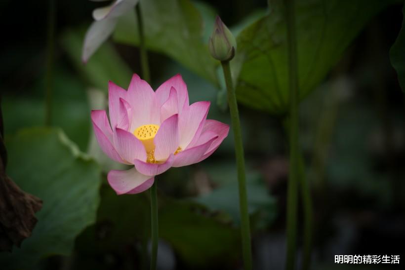 金牛座■6月30号，踩狗屎运的3生肖，赚钱顺遂，经济压力减小，恭喜