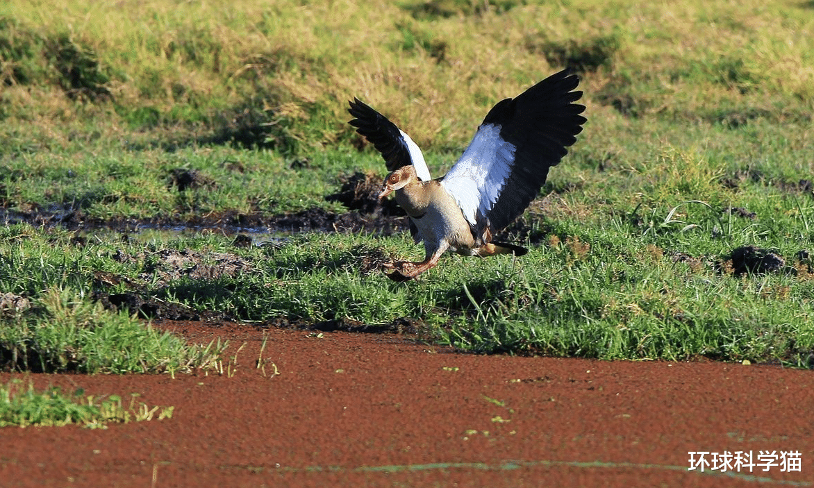 女娲|蛇的天敌有哪些,最长的蛇寿命有多长?