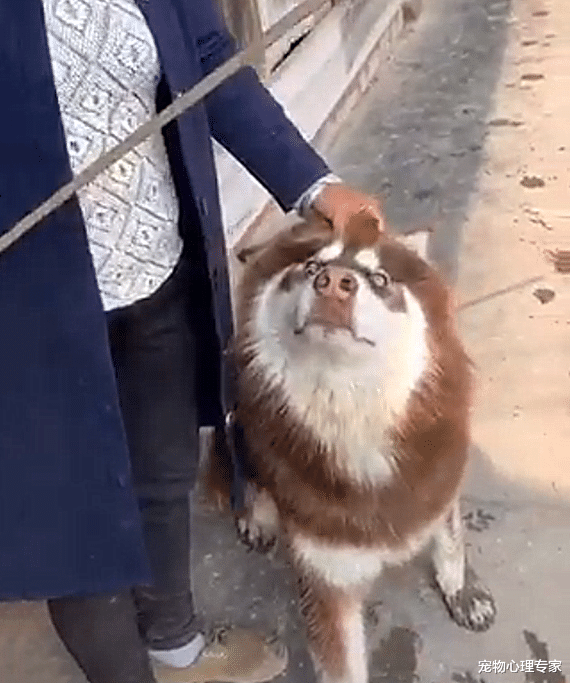 女子家在装修，却收到工人的投诉，赶过去一看后气得要打狗