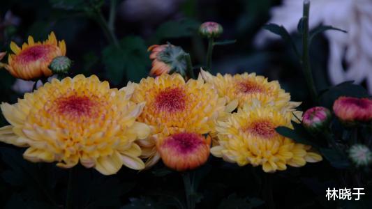 |熬过明天，吉星庇佑，横财正财一波接一波，事业红红火火的生肖