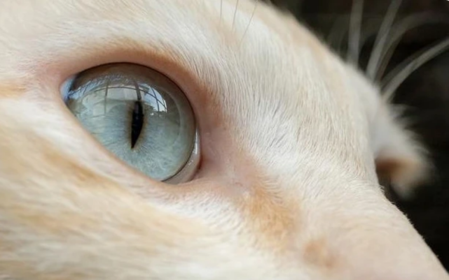 心理學測試：你認為哪隻貓的眼睛最漂亮？測今生誰是最愛你的人-圖2