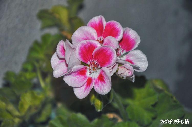 旧爱|未来11天,栀子花开,姻缘再来,和旧爱甜蜜复合的4大星座