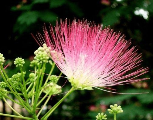 |11月上旬，喜鹊叫不停，4属相喜事临门，福到财到，生活蒸蒸日上