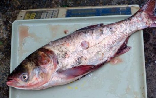 『』菜市场里最坑人的3种鱼，再便宜也别买，鱼贩子都不会吃