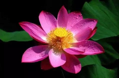 『运势』6月诸事顺，事业大显身手，运势飙升，难关已过的属相