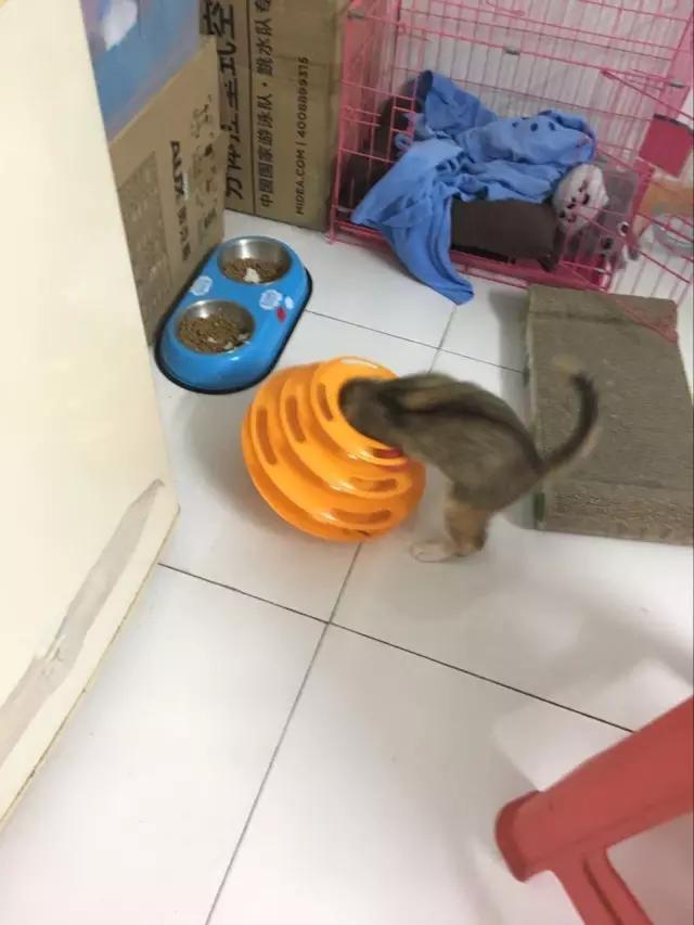 新晋铲屎官一个月，小美女伺候猫主子的工作报告