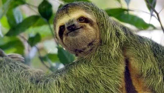 [树懒]世界上行动最缓慢的动物，乌龟都比它快，却始终没毁灭