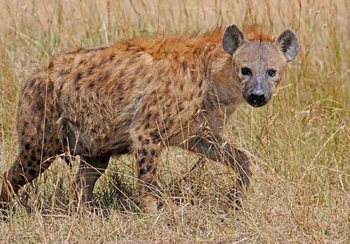 鬣狗|人类碰见鬣狗该怎么办？鬣狗的会食人吗？