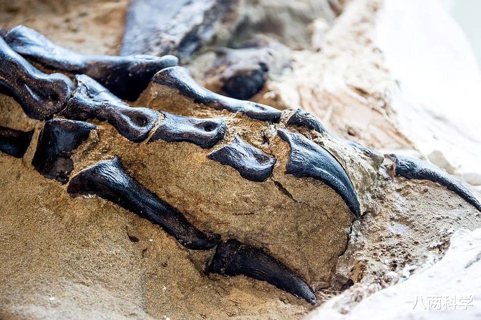 霸王龙|美国发现第一个完整的霸王龙骨架，或与三角龙搏斗，最后双双死亡！