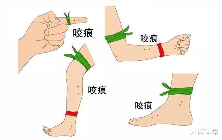 银环蛇|银环蛇为什么那么毒？中国最毒的毒蛇，毒液数量不够，毒性来凑！