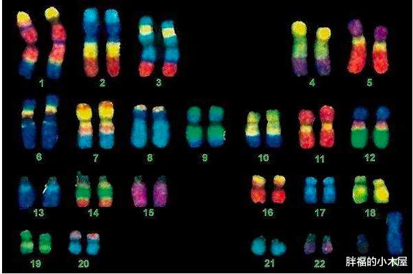 银河系|人类社会存在双性人,动物世界也存在着双性狮