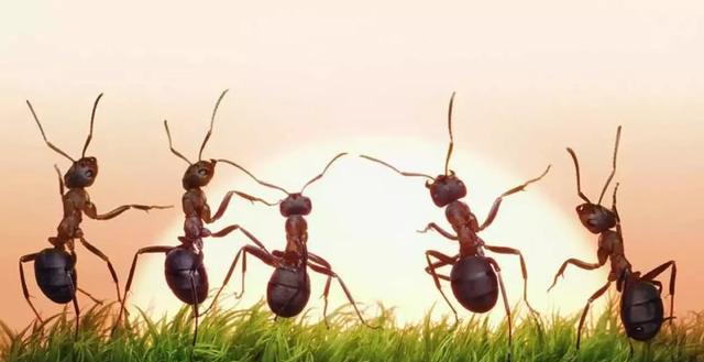 「三维空间」蚂蚁看不到人类，不相信人类存在，人类的“无神论”也是同理吗？