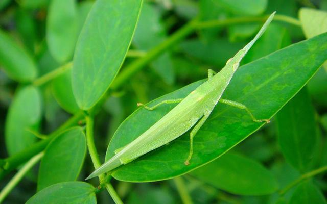 ▲没有手机和网络，记得儿时的我们在家乡玩些什么？