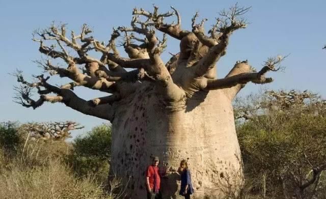 「干旱」沙漠里的“生命之树”，能存2吨水，移植到我国就却成了这样！
