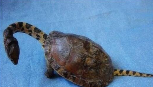 『化石』多地发现神秘物种，蛇背龟壳疑似“玄武”，2000万年的化石无法解释！