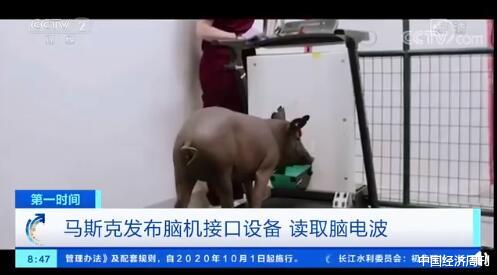 伊隆·马斯克|马斯克又火了！活猪脑机接口试验成功，可治疗失明、帕金森症等疾病？