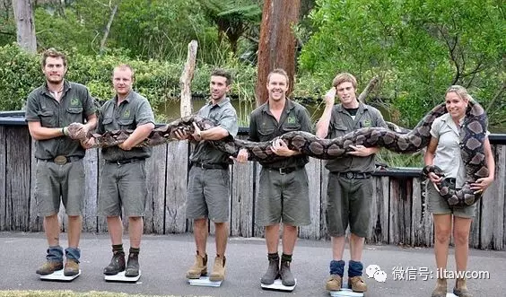 |世界上最长的蛇可以有多长?