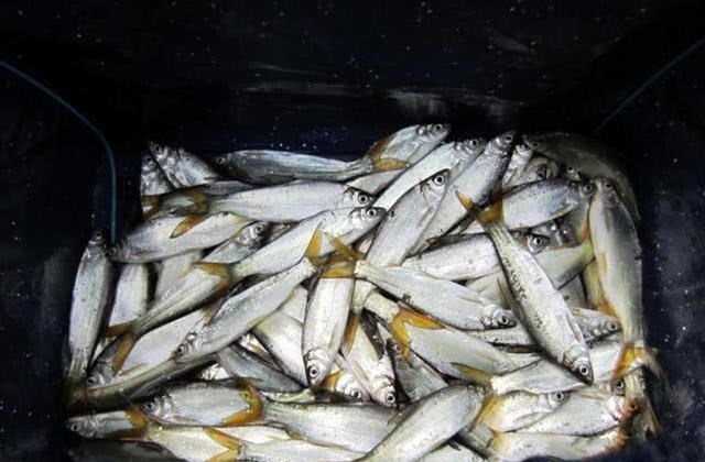 #水库#很多钓鱼人都认为黄尾鱼难钓，掌握五个技巧，钓一次爽一次