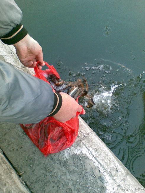 鹦鹉|借着慈善的外衣，把杀生当做放生：这种善事不做也罢