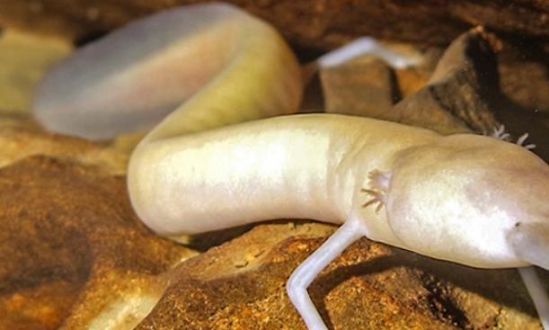 |全球最懒生物长得像龙,十二年才交配一次,可以保持七年静止不动