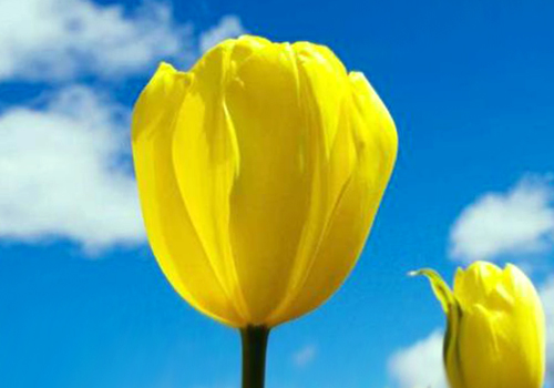 摩羯座|8月1日开始，事业起飞，财库打开的三个星座