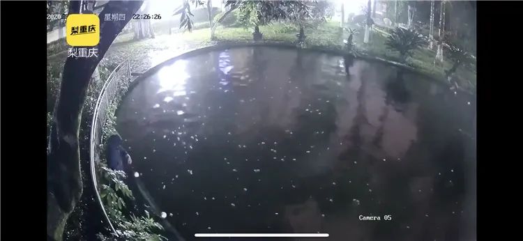 「大渡口」偷走“莽子”的人会受到怎样的处罚？律师建议对“莽子”估价