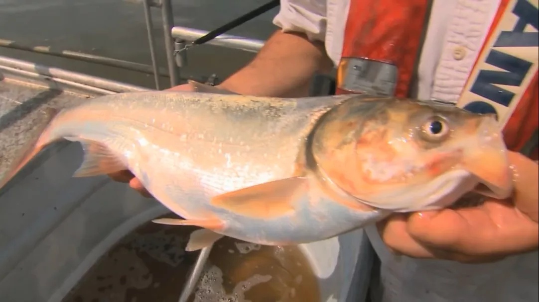 『』假如一条河里的鱼,5年没人吃,会不会鱼满为患?