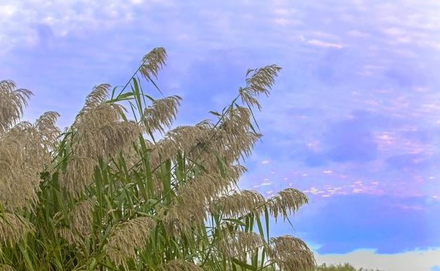 『狮子座』未来一个月乾坤扭转，3生肖吉中见吉，财上加财，收获大笔钱财！
