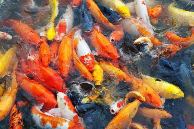 |下周运势格外顺利的3生肖，业绩出色，财气亨通，人生苦尽甘来