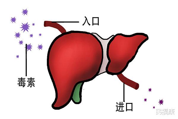 肝脏|肝好不好，上厕所时，回头看一眼，异常表现明显，需趁早检查