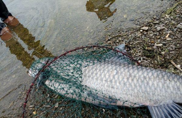 @野钓鲤草,找对位置了,渔获自然也就没问题了