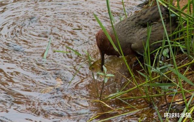 科学家|确定了！消失52年的青蛙重现地球，灭绝生物再现能科学解释吗？