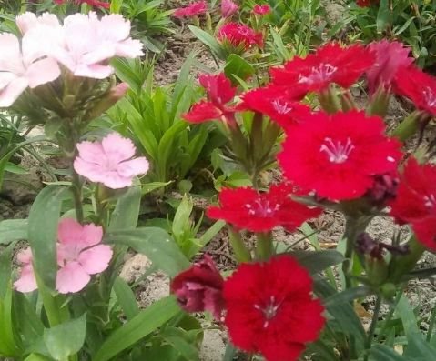 运势|9月下旬，4属相运势回升，事业顺利，横财大发，日子红红火火