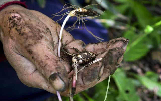 『饮食』男人“虐肾”的5个坏习惯,抽烟排名垫底,第一个是急需戒掉的