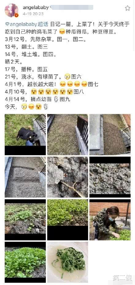 张艺谋：?baby鸡毛菜种太多了？黄晓明吐槽连吃几天菜叶子，夫妻秀恩爱