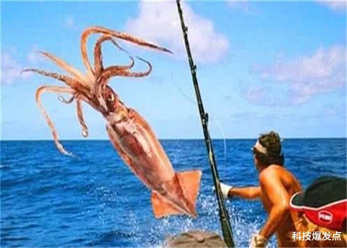 『』人类出海后落水，为什么鱿鱼会把人拖向深海？原因很现实！