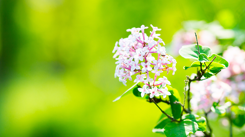 『生肖』5月中旬鸿运正当头，三属相被好运缠身，准备有“大事件”发生