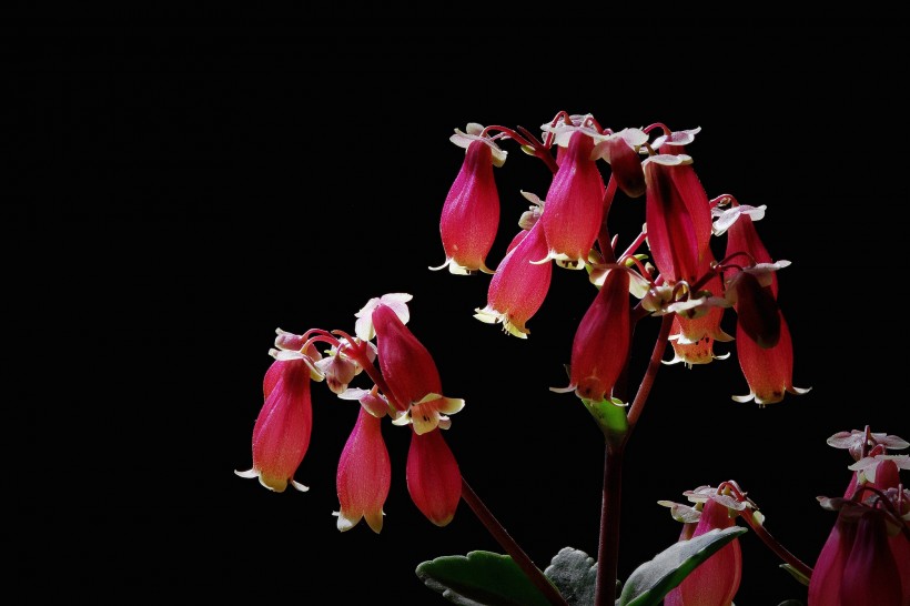 生肖▲7月份期间，旧爱意外现身，执着爱情，有望再续前缘的四大生肖