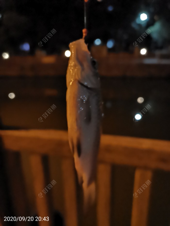 鲫鱼|夜钓鱼口很刁猾 耐心变换小爆护