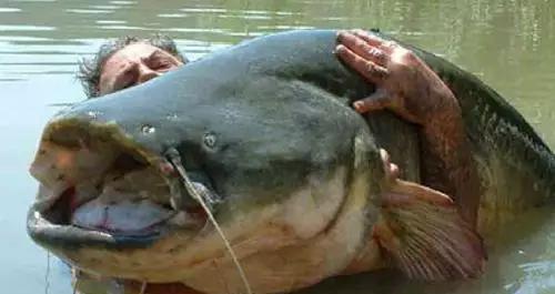 喀纳斯湖|新疆喀纳斯湖“水怪”有消息了，有人夜以继日蹲守，拍到了真面目