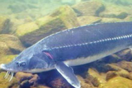 水底奥秘|世界上最大的淡水鱼是什么？不是哲罗鲑不是鳄雀鳝，而是欧鳇