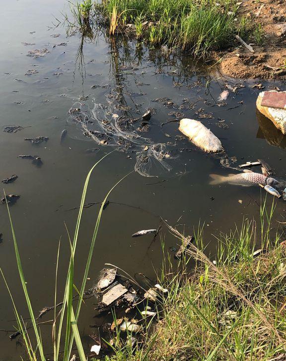 |赔22万条鱼苗?贵州数名男子药鱼,致22万条河鱼死亡