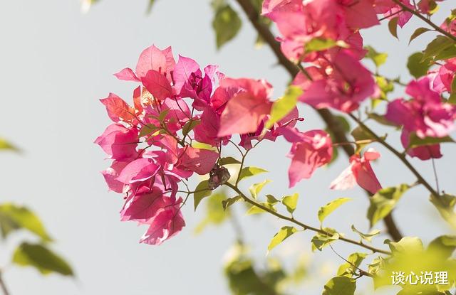 旧爱|15天后，世上本无红尘，奈何一往情深，3星座寻回旧爱，相伴一生